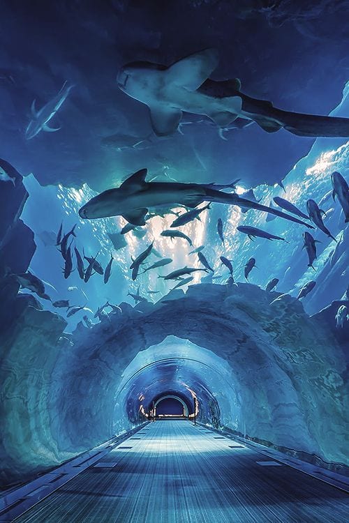 Best Aquariums in dubai