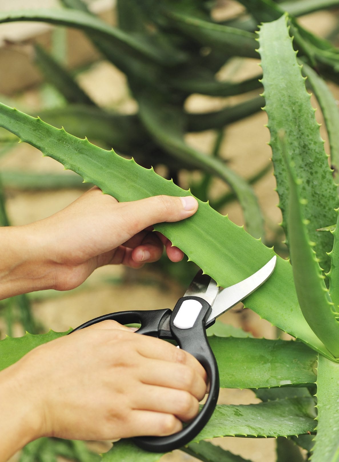 Aloe Vera Gel For Oily Skin