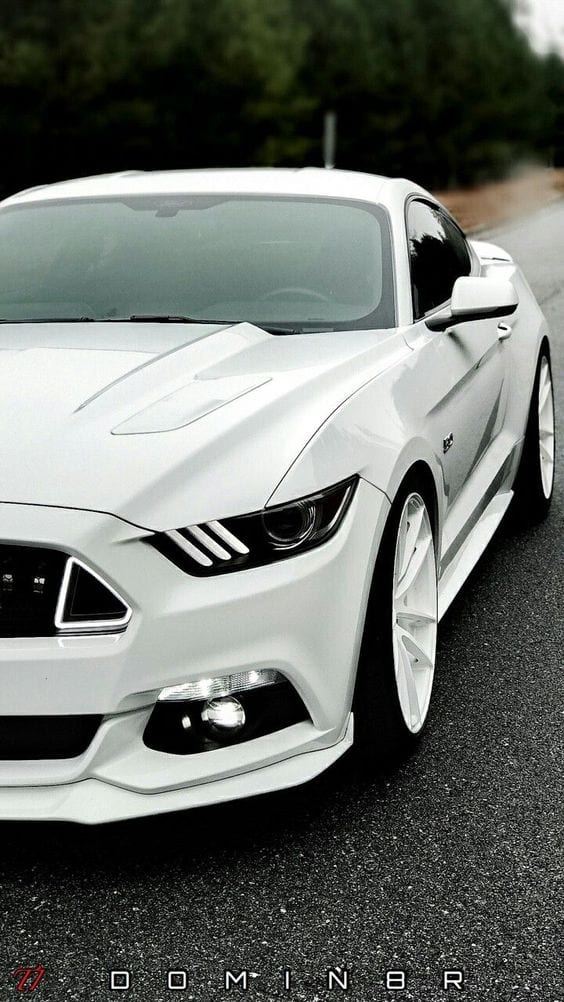 WHITE MUSTANG