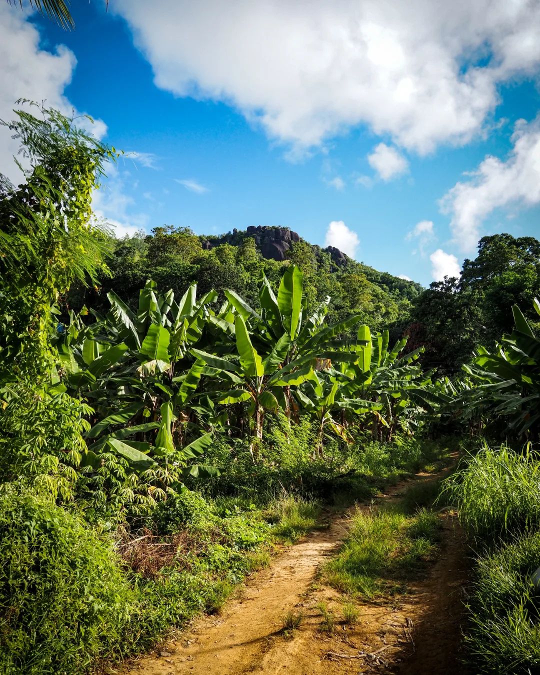 Get the most adventurous hiking experience at Seychelles