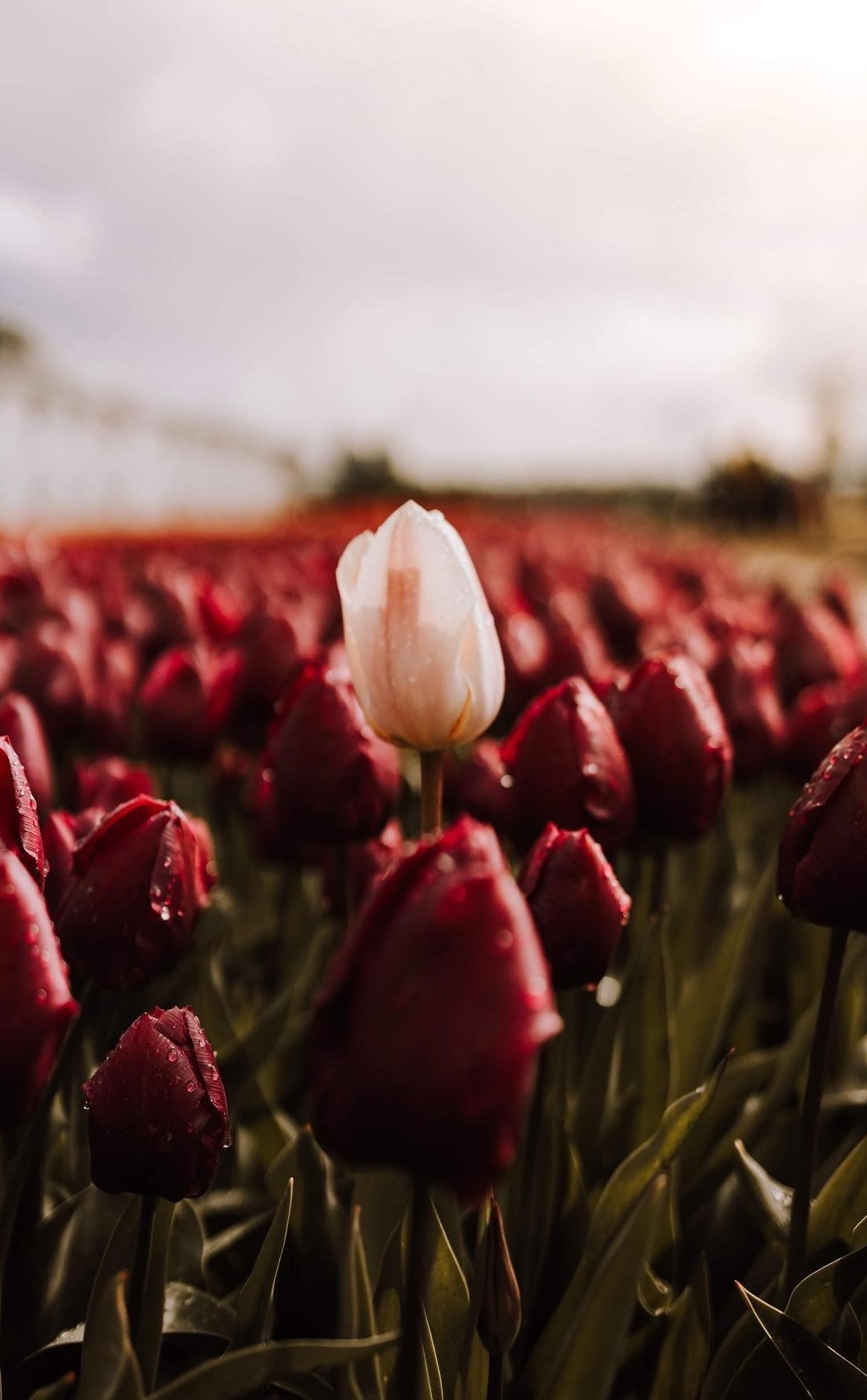 Tulip Fields - beautiful instagrammable location across the world.