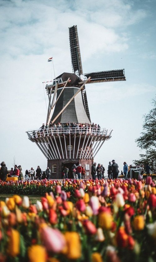 Tulip Fields in Amsterdam